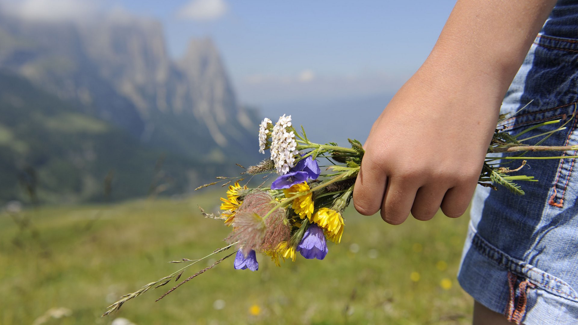 Seiser Alm Balance: active & healthy throughout spring Hand holding colorful wildflowers against summer mountain landscape
