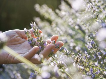 Seiser Alm Balance: active & healthy throughout spring Hand touching lavender flowers in sunlight